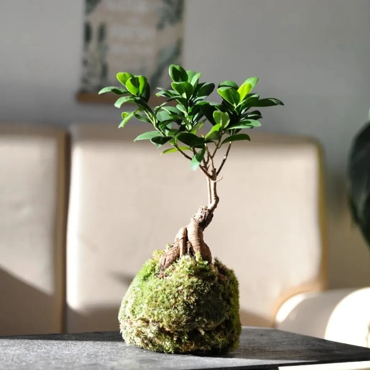 Create your own kokedama