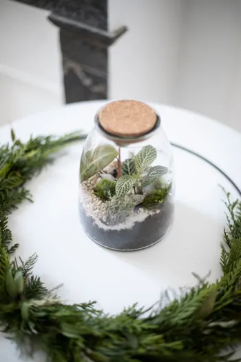 Composez votre terrarium fermé (taille M)