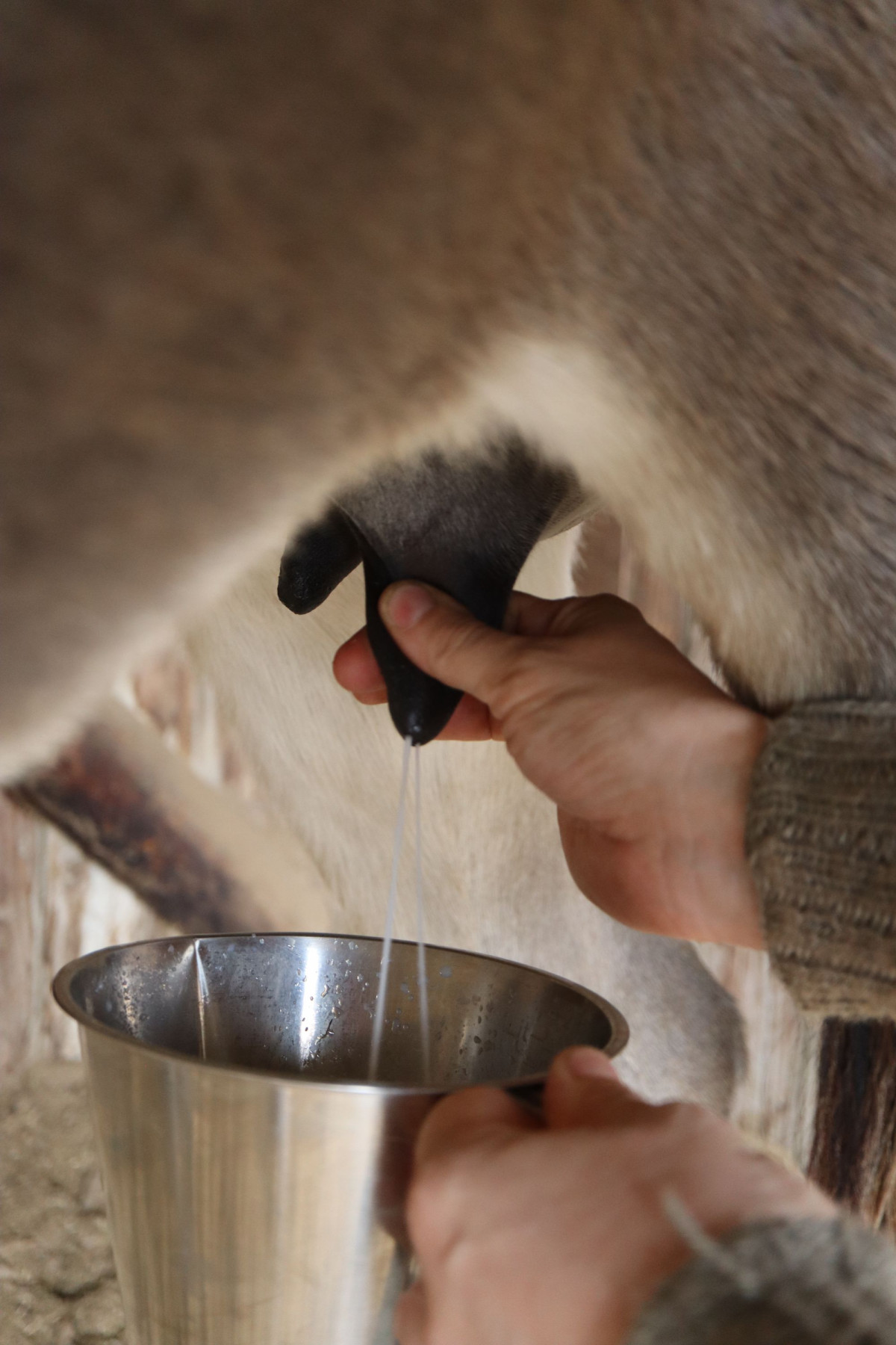 Fabriquez vos savons au lait d'ânesse