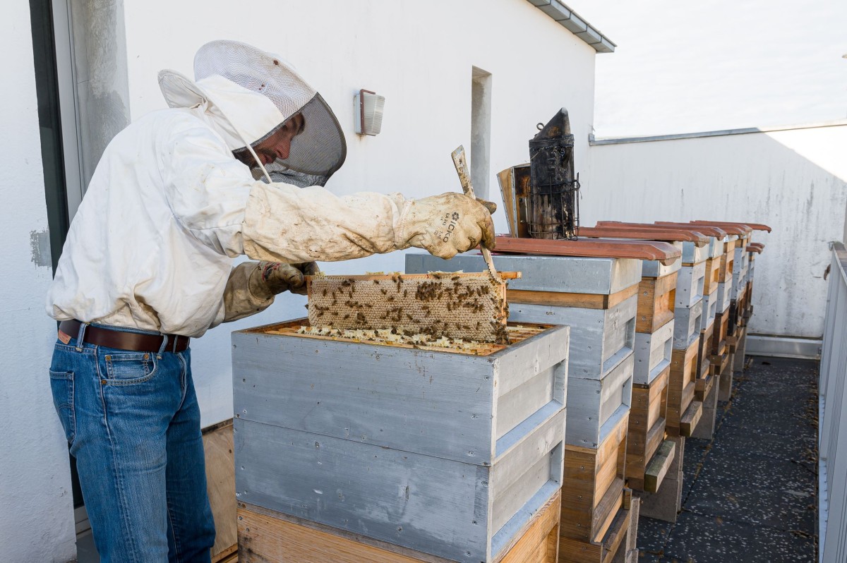 Découvrez l'apiculture