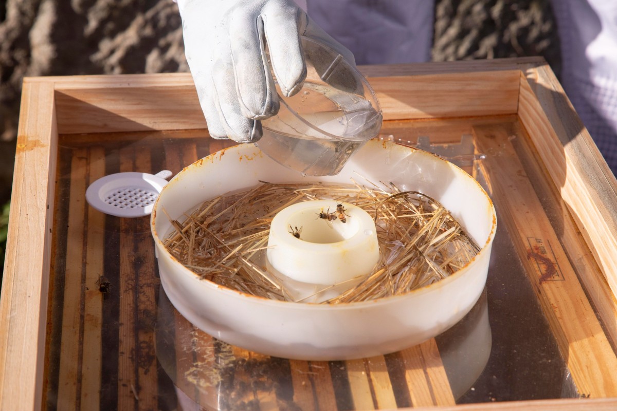 Découvrez le monde des abeilles à Bordeaux