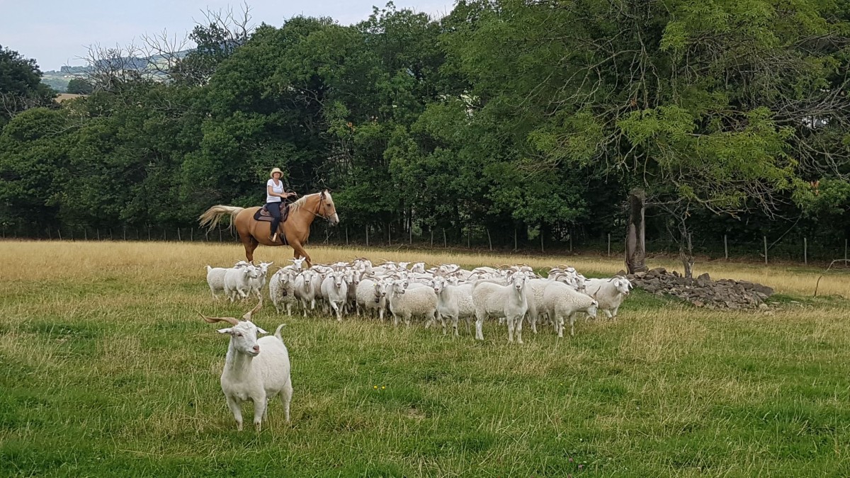 Visitez un élevage de chèvres angora et cachemire