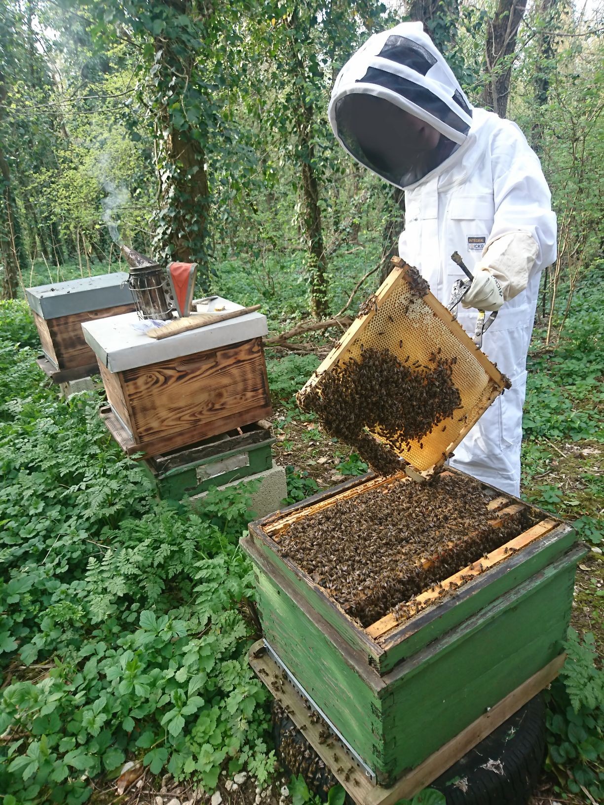 Initiez-vous à l'apiculture sur une demi-journée