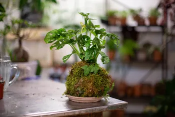Réalisez votre kokedama