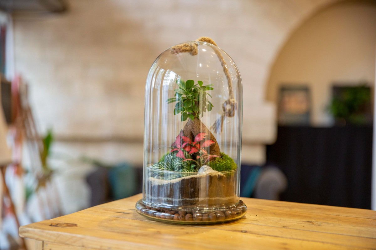 Créez votre terrarium sous cloche