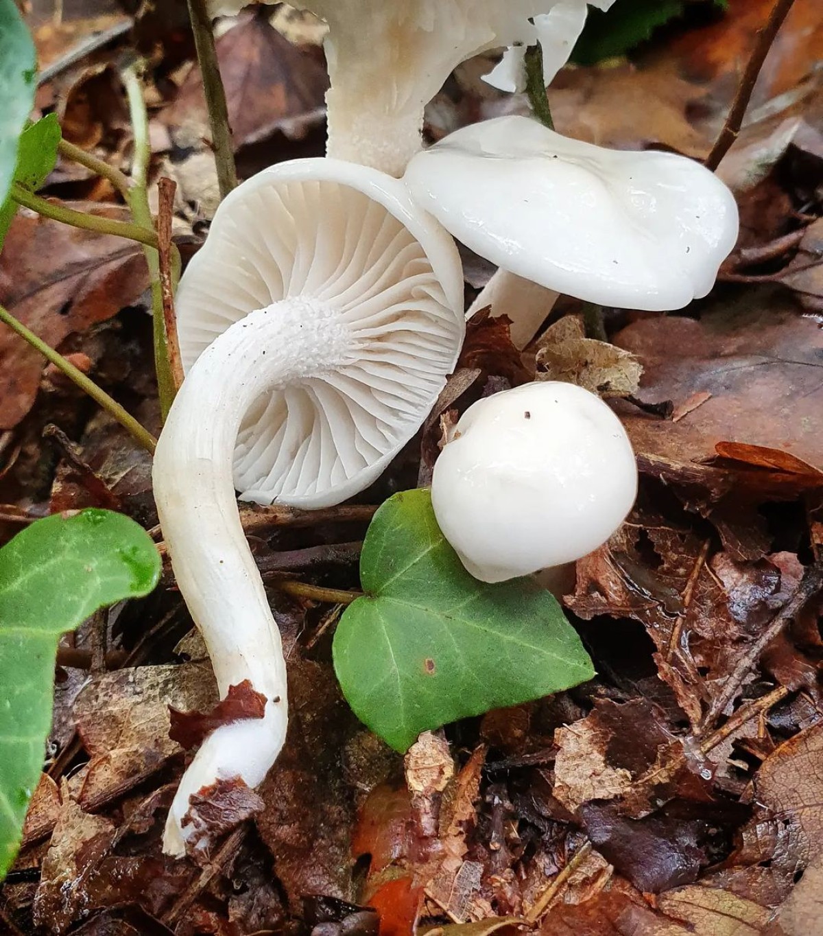 Cueillez vos champignons sauvages en famille