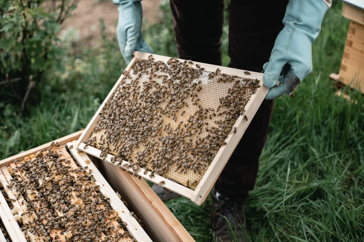 Initiez-vous à l'apiculture