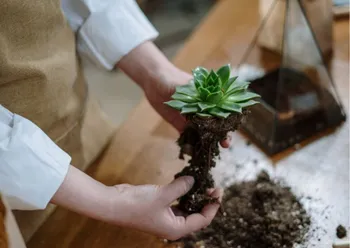 Créez votre terrarium moyen