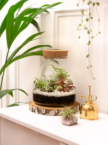 Réalisez votre terrarium