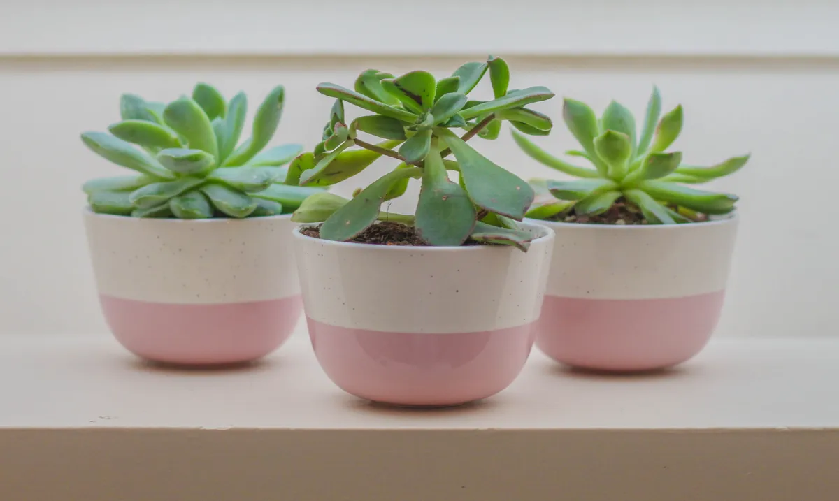 Design and decorate your ceramic flowerpot