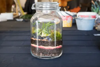 Réalisez votre terrarium en duo avec votre enfant