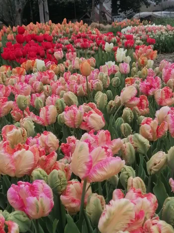Wecandoo - Composez votre bouquet de fleurs fraîches