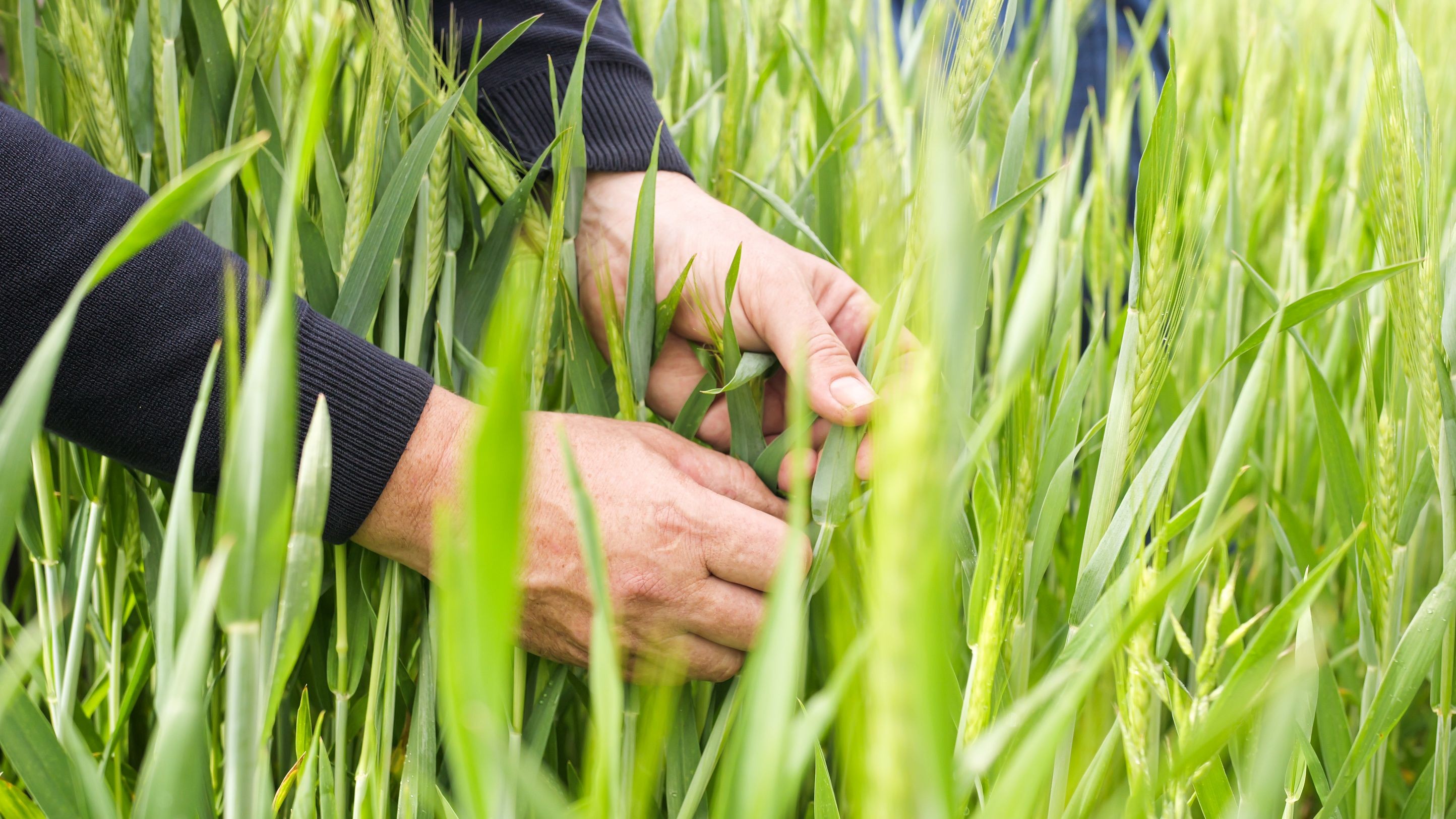 Réalisez votre farine et vos galettes à la ferme