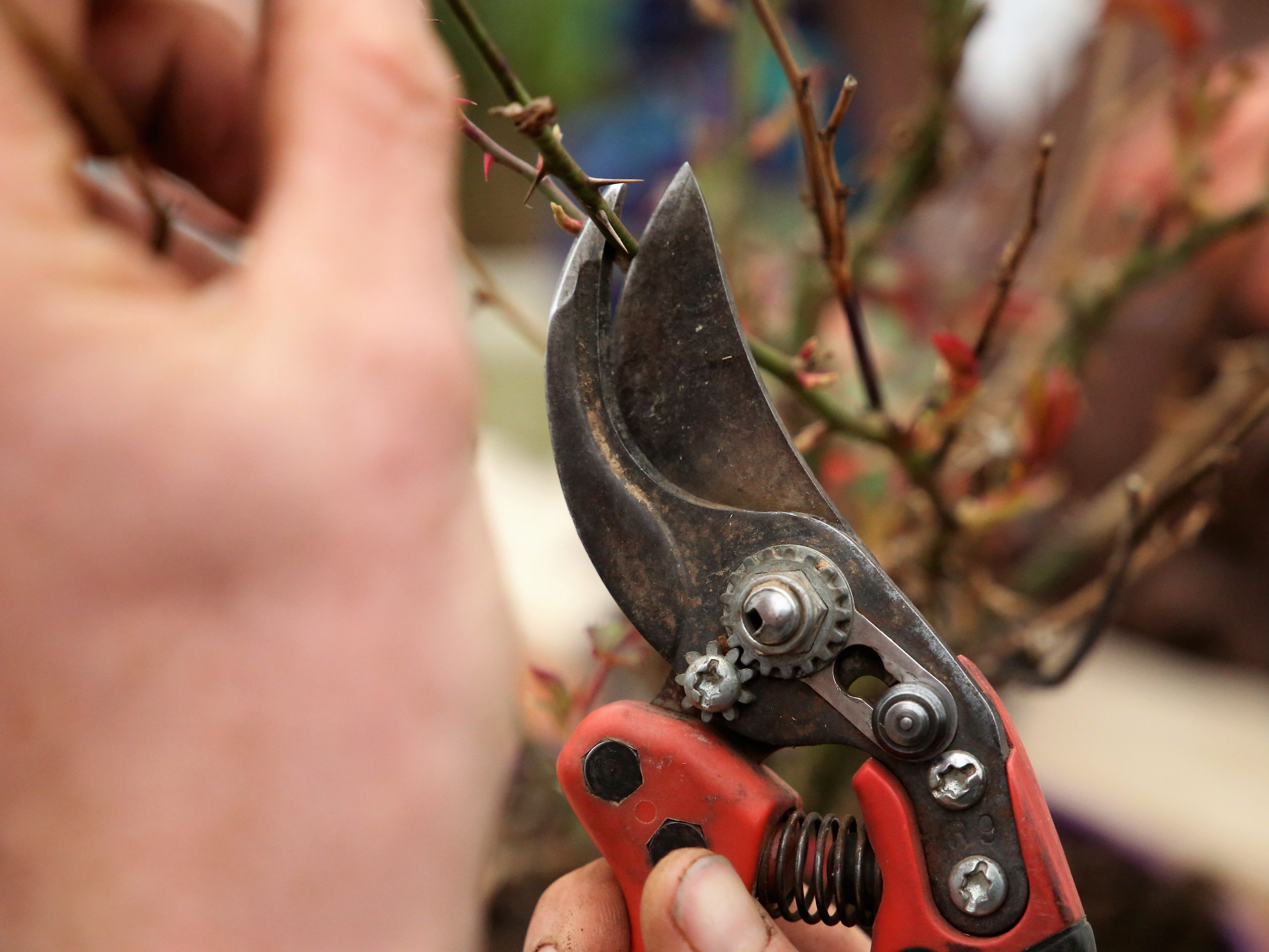 Prenez soin de votre plante grĂące Ă la taille
