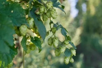 Cultivez votre houblon