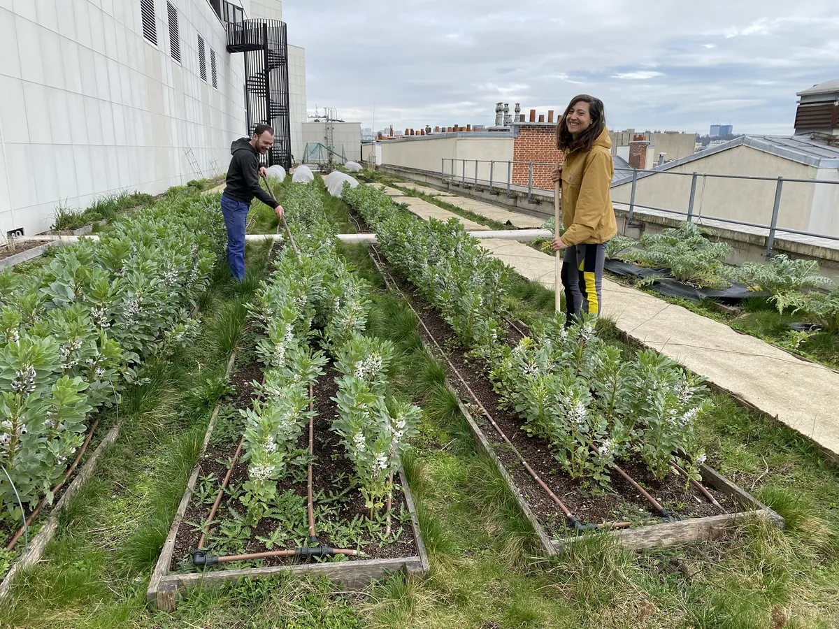 Apprenez à cultiver votre potager urbain