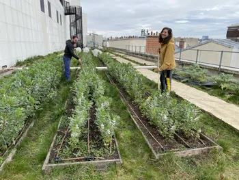 Apprenez à cultiver votre potager urbain