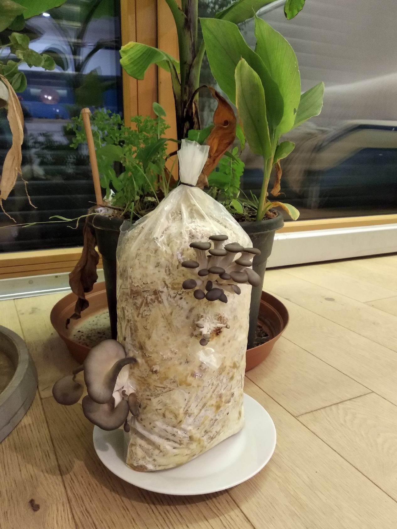 Apprenez à cultiver vos pleurotes