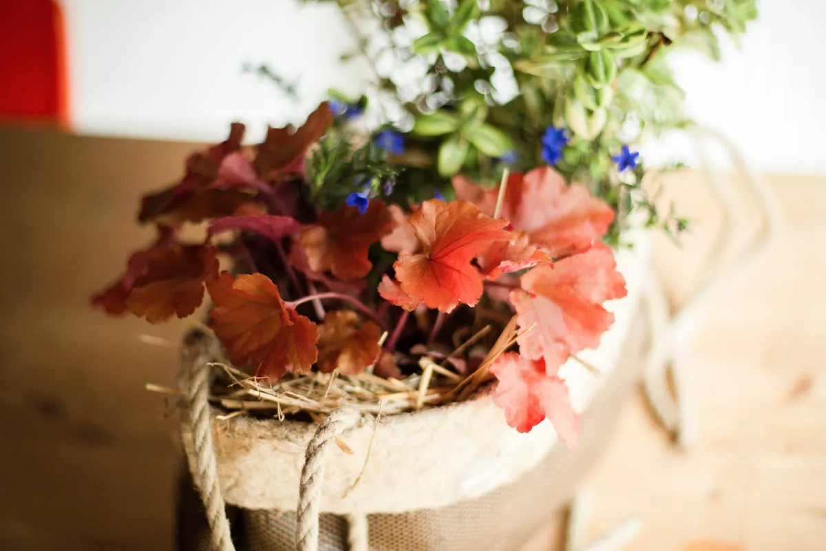 Composez votre jardinière sur mesure de plantes