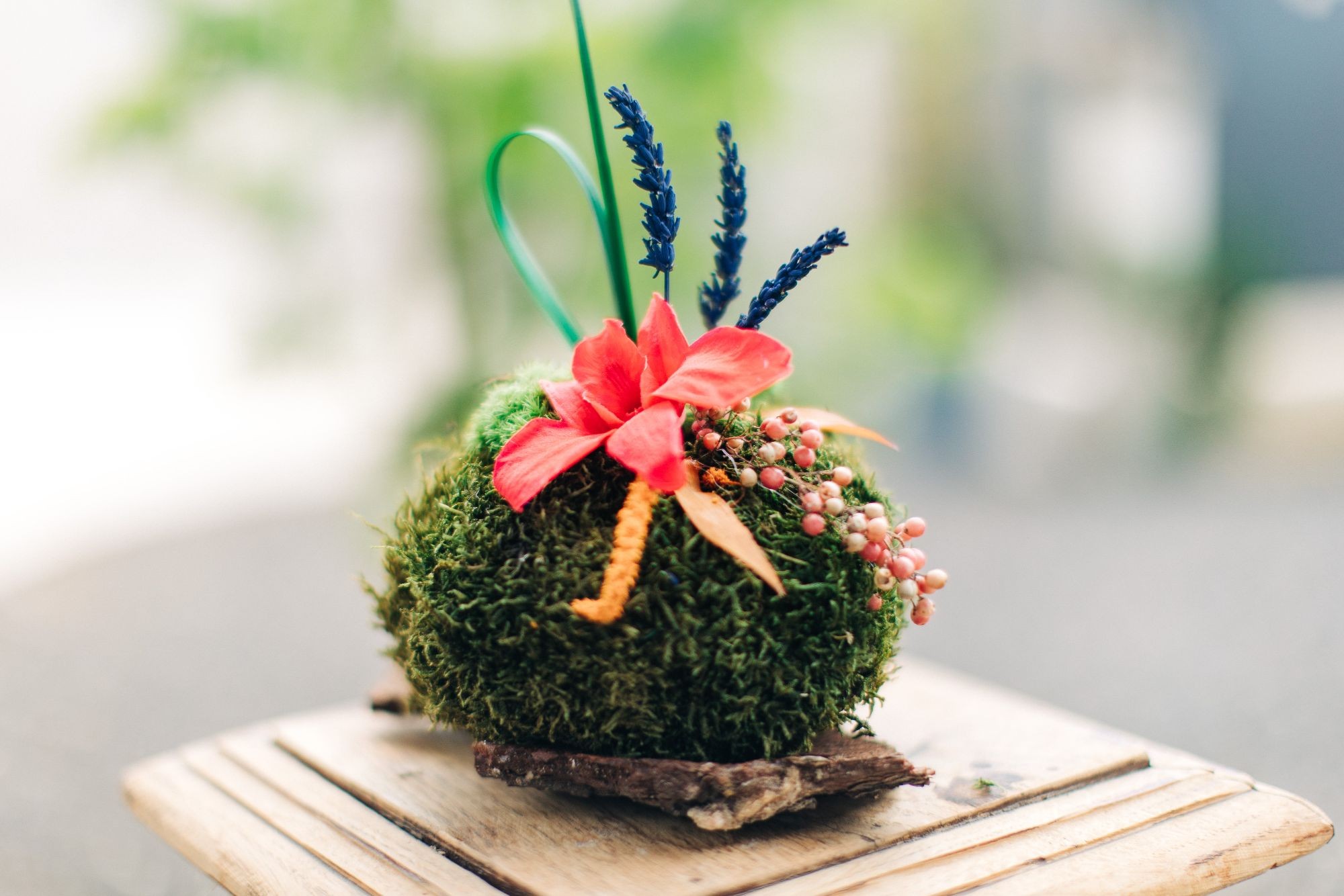 Réalisez votre kokedama stabilisé