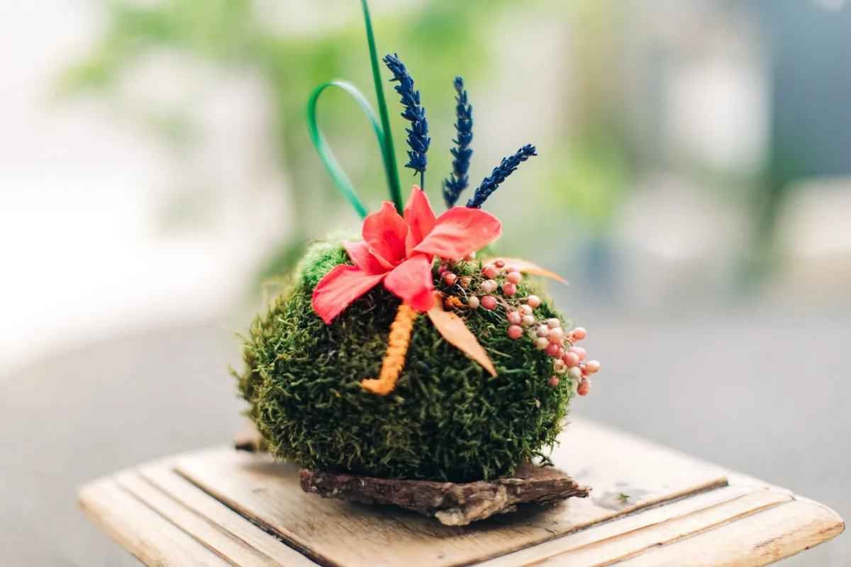 Réalisez votre kokedama stabilisé