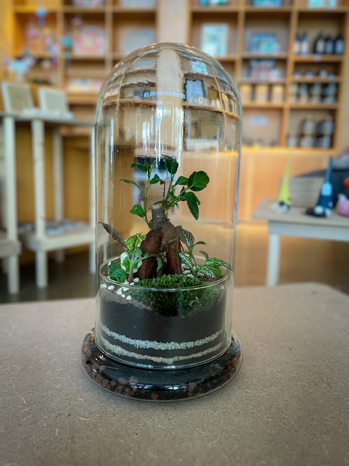 Réalisez votre petit terrarium