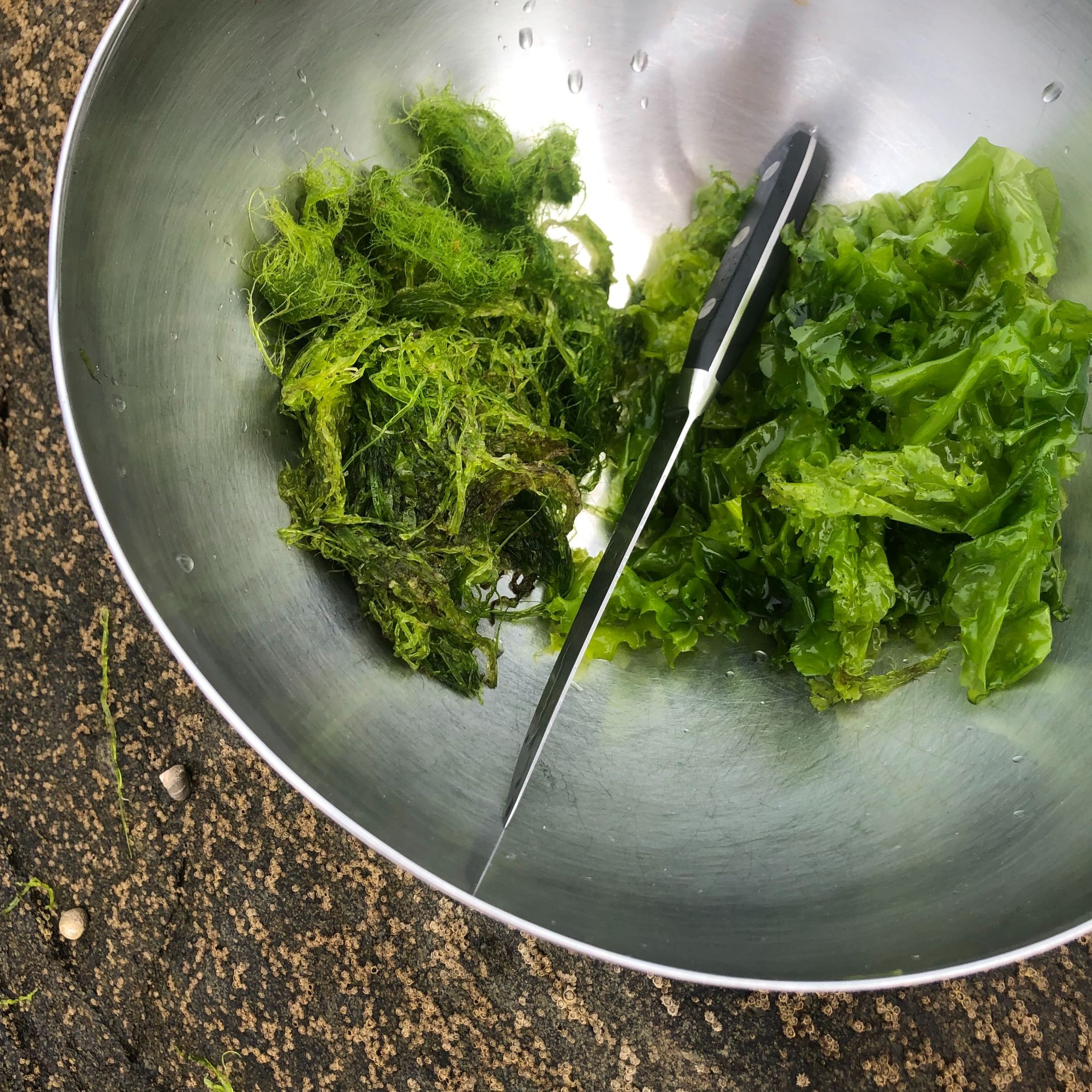 Découvrez la cueillette et la cuisine des algues
