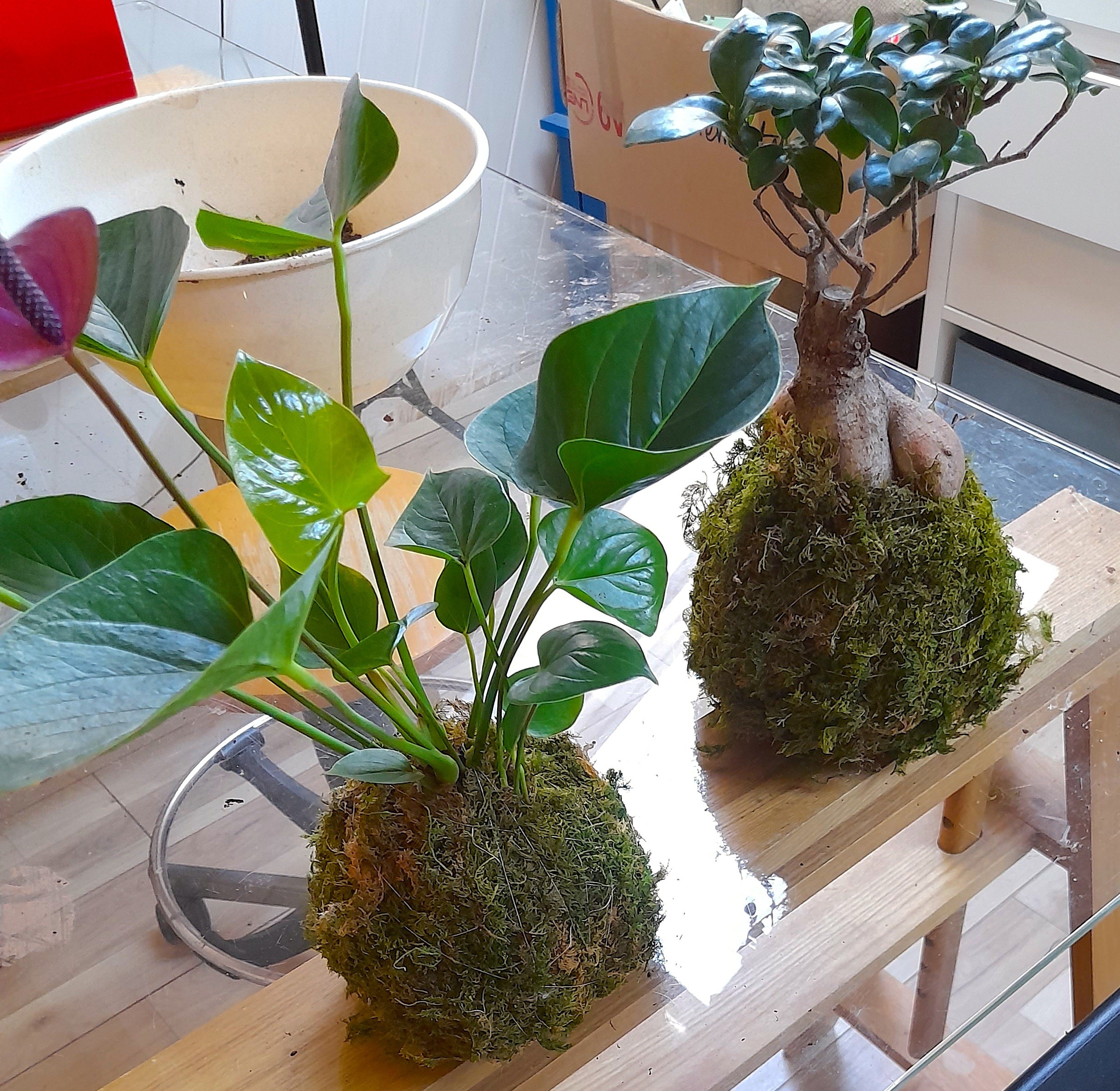 Réalisez votre kokedama
