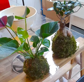 Wecandoo - Réalisez votre kokedama