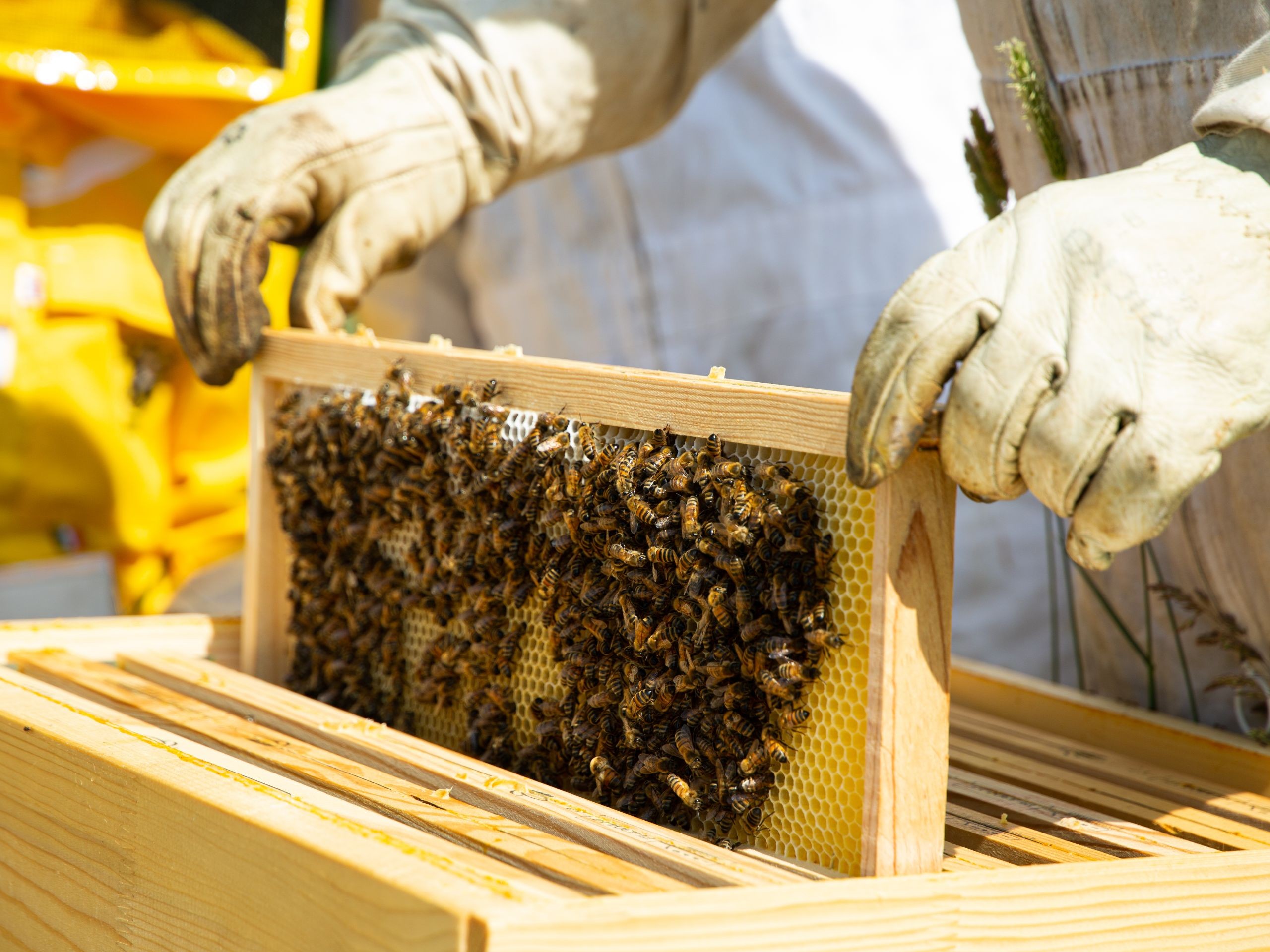 Découvrez l'apiculture et visitez des ruchers
