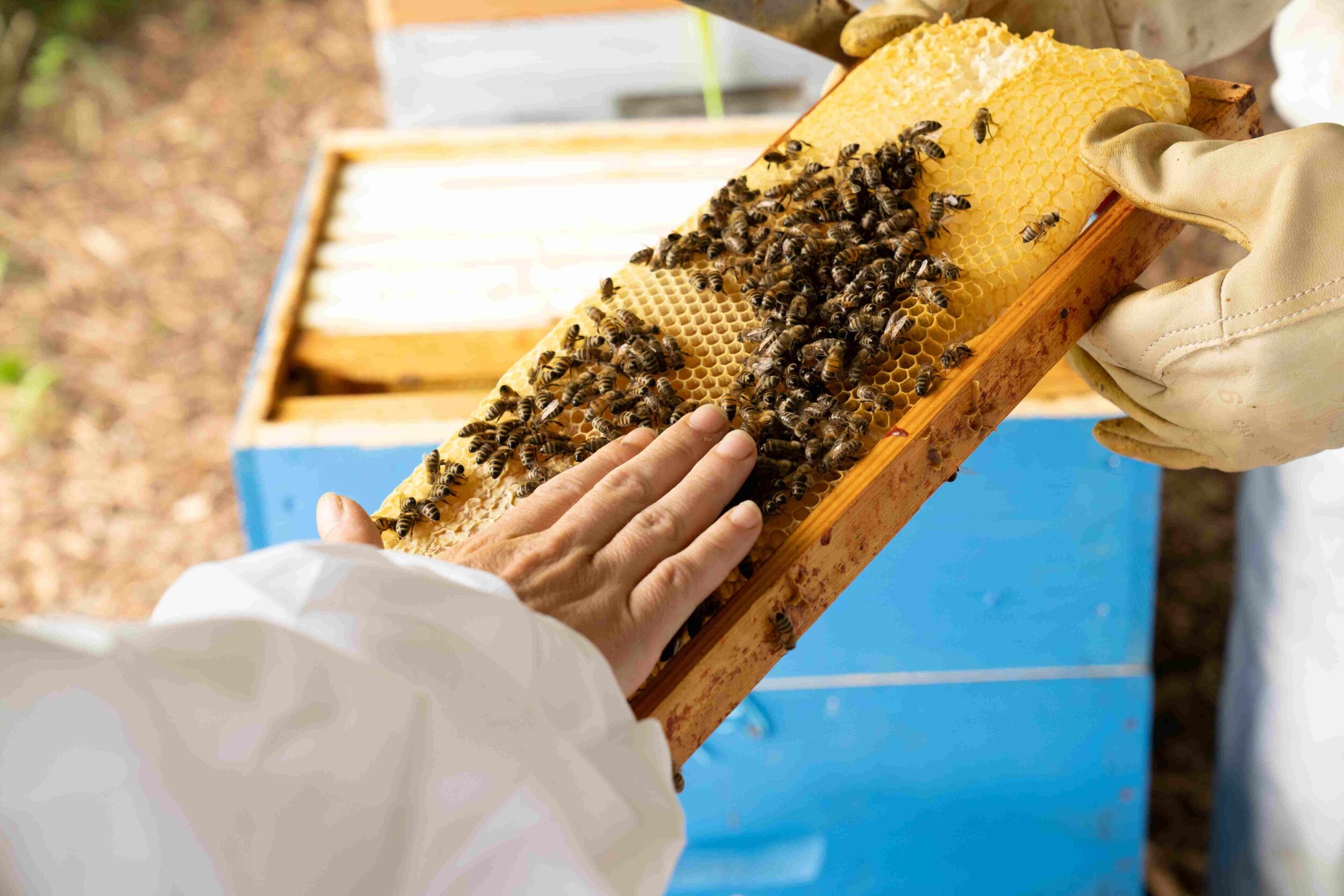 Découvrez l'apiculture en groupe