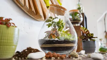 Wecandoo - Create your own medium bonsai terrarium