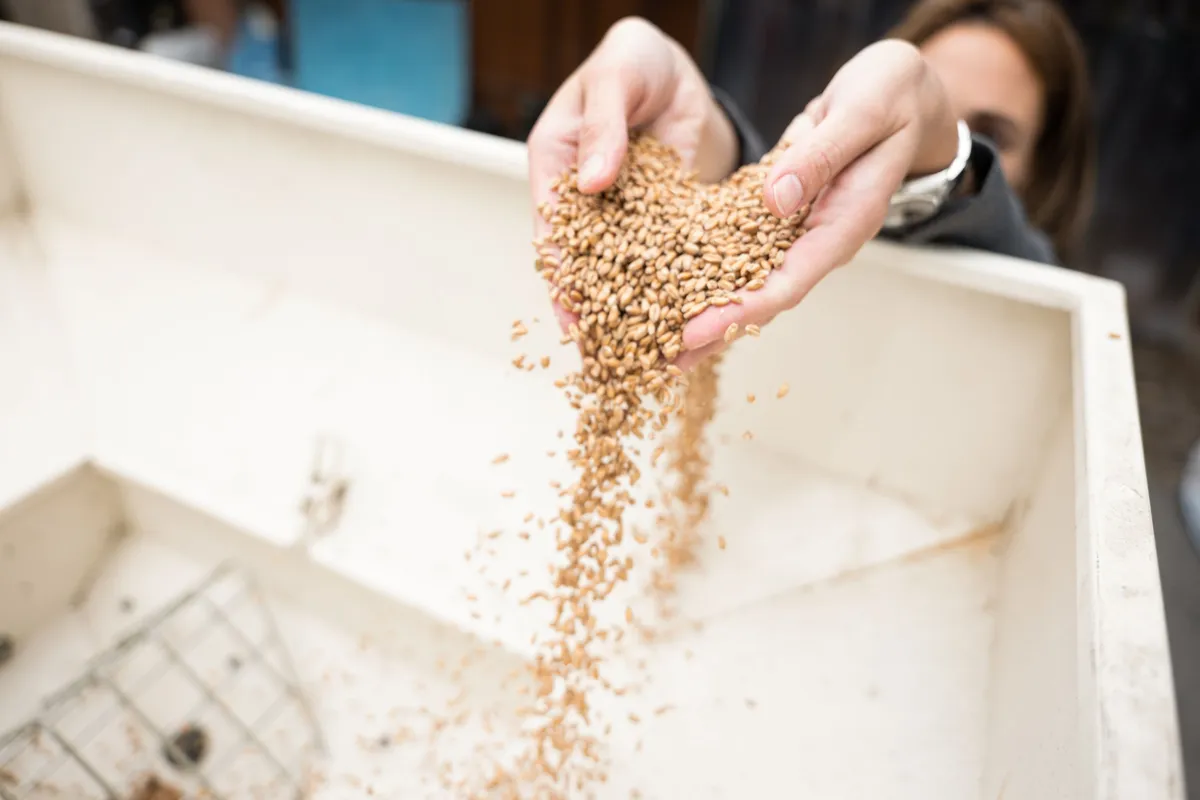 Become a brewer for a day