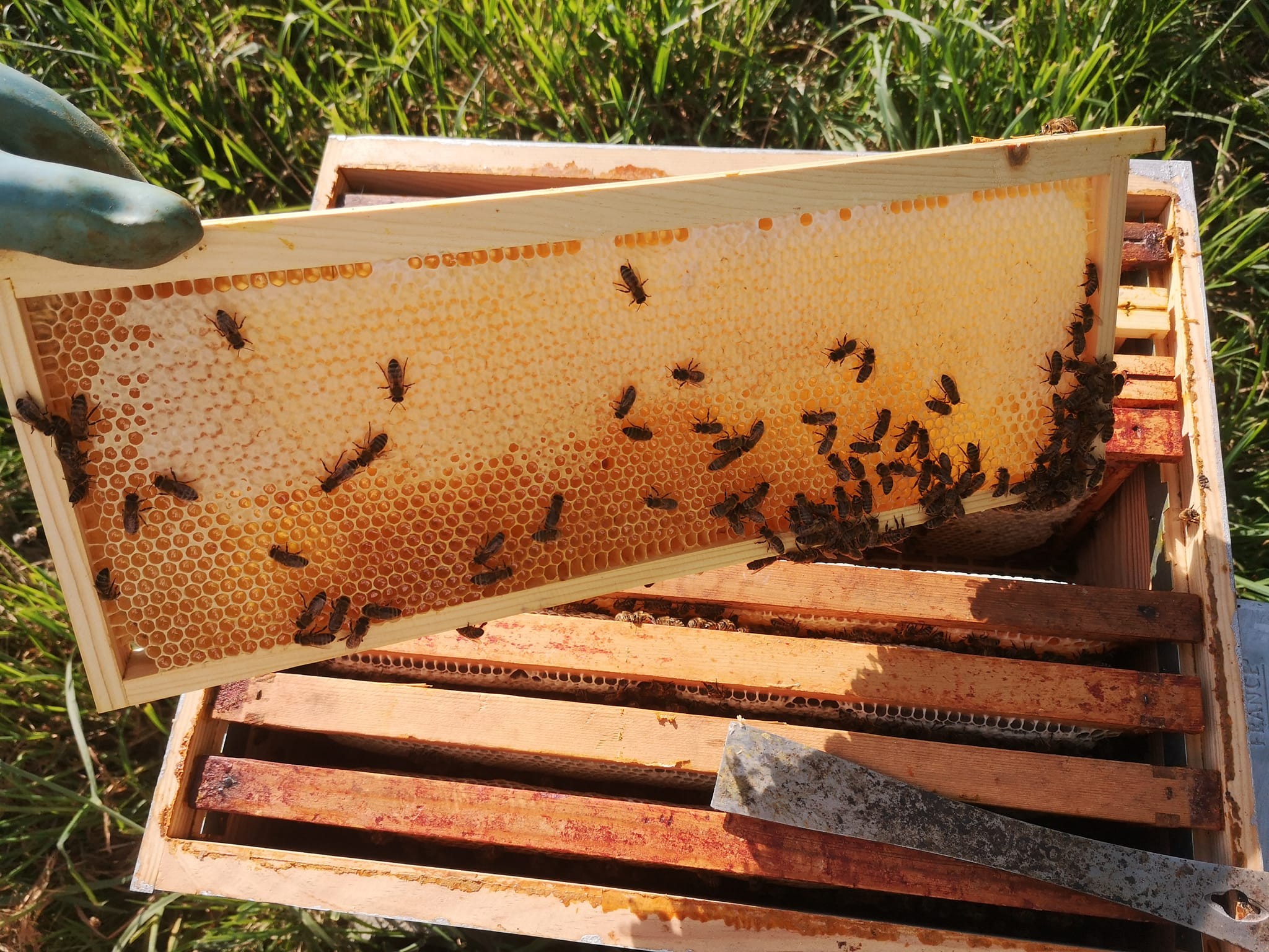 Wecandoo - Découvrez l'apiculture