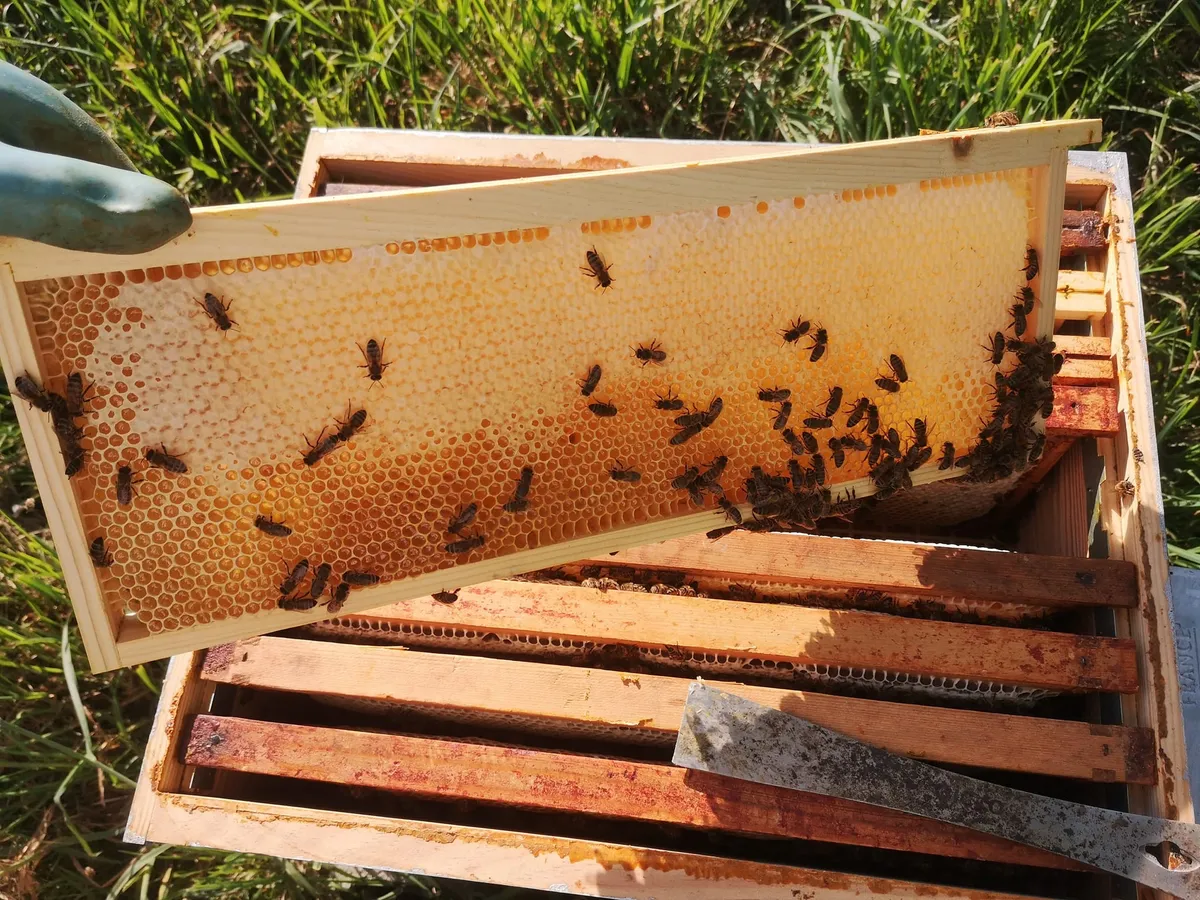 Découvrez l'apiculture