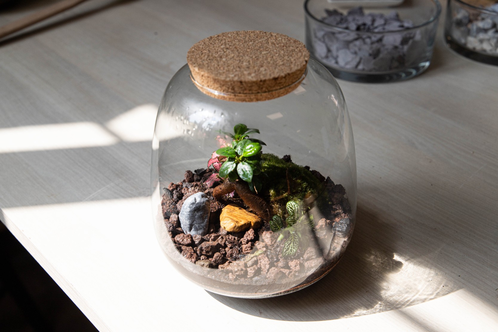 Réalisez votre terrarium de taille M