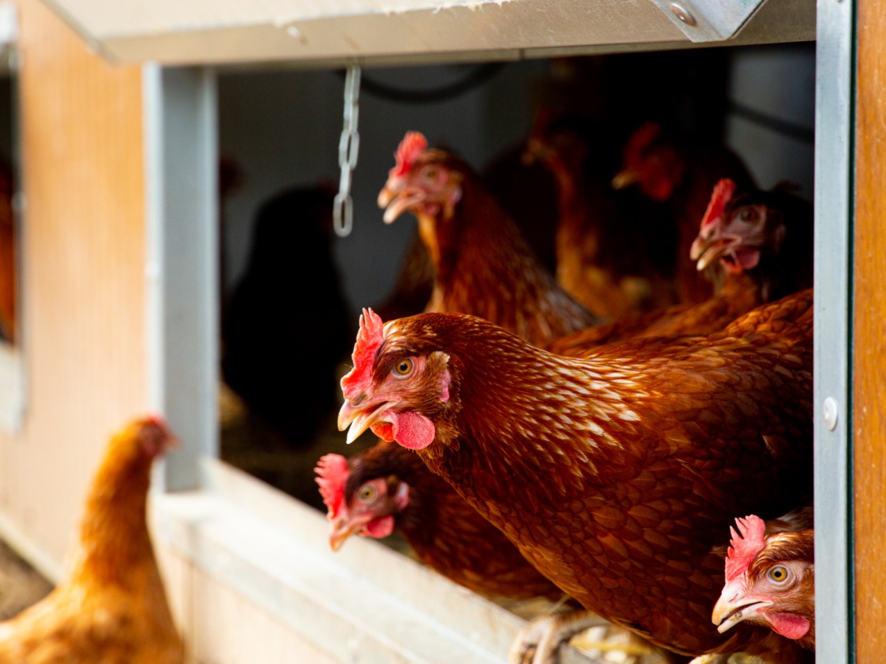 Wecandoo - Découvrez un élevage de poules pondeuses