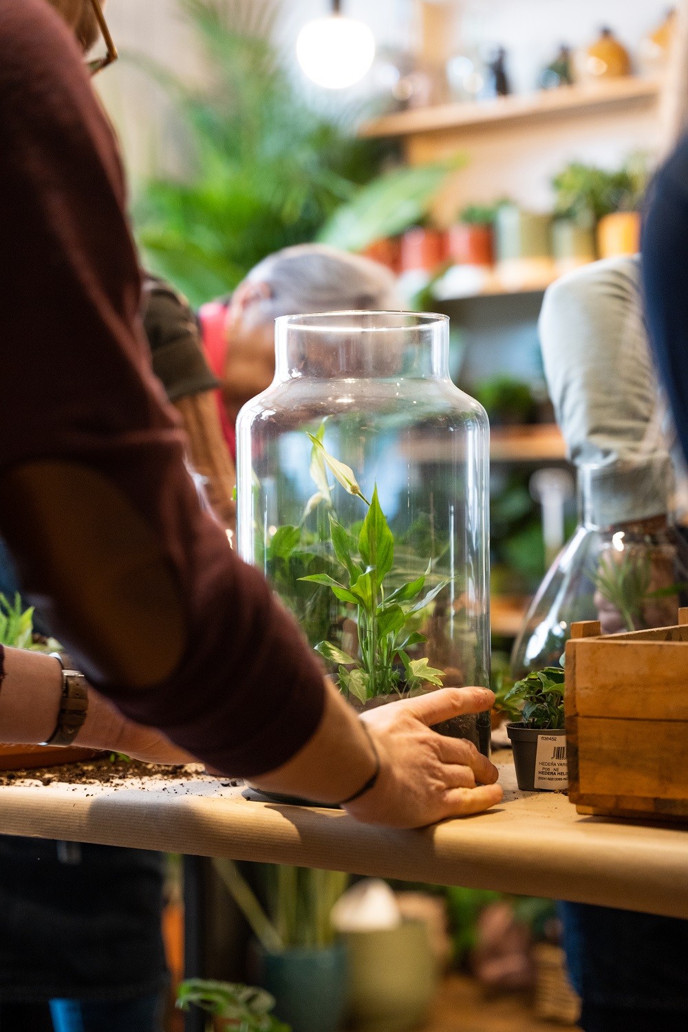Wecandoo - Composez votre terrarium (M)