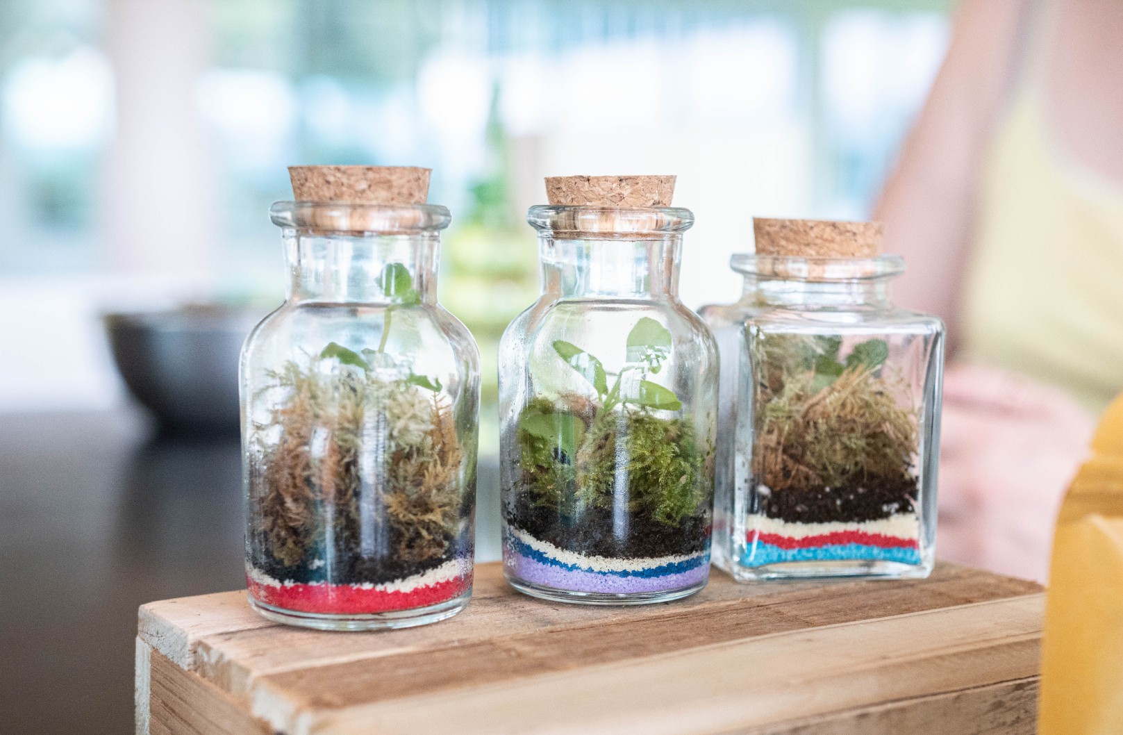 Wecandoo - Réalisez votre trio de mini terrariums