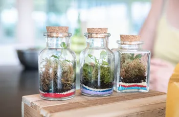 Réalisez votre trio de mini terrariums