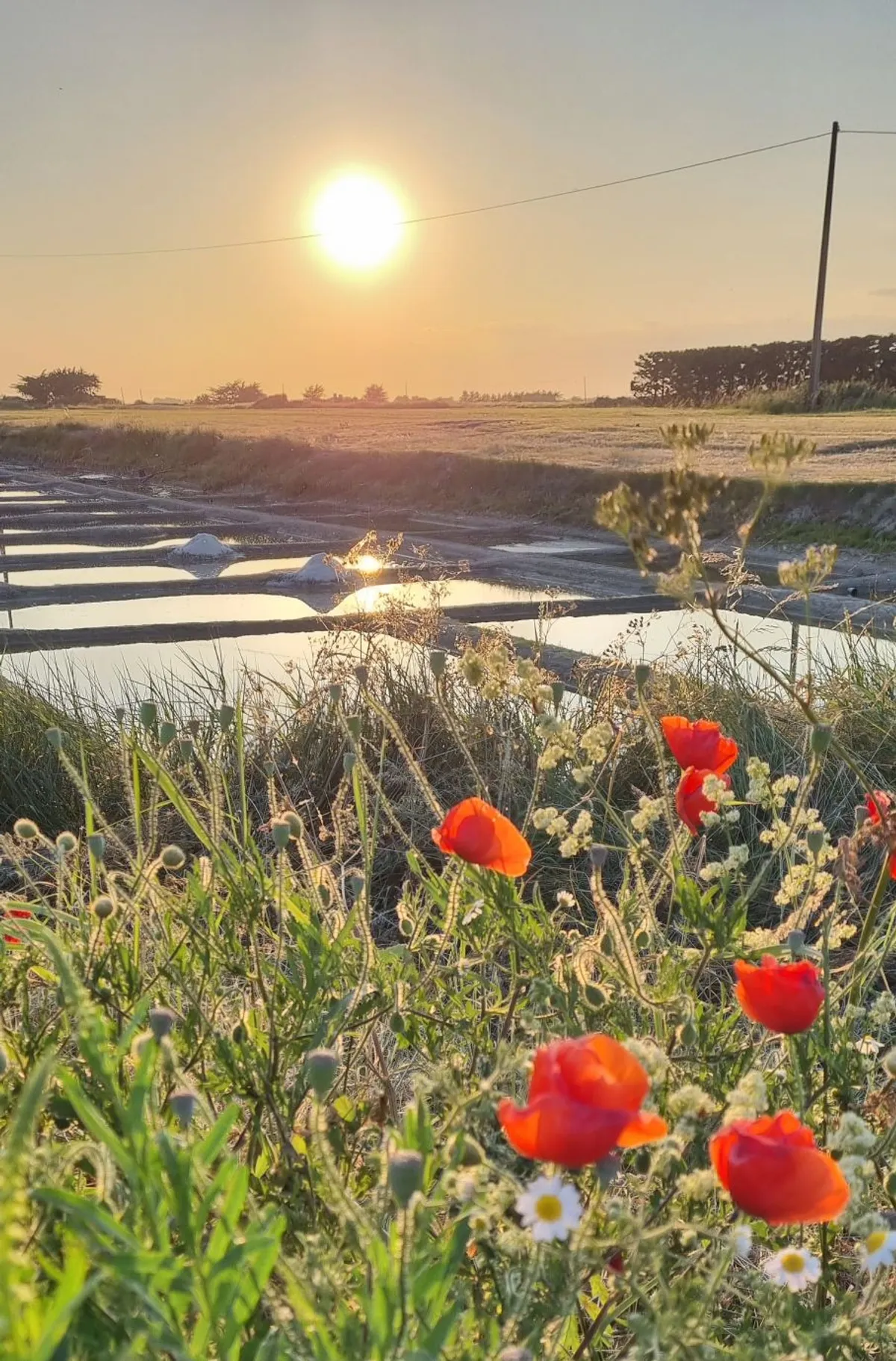 Récoltez votre fleur de sel dans un marais salant