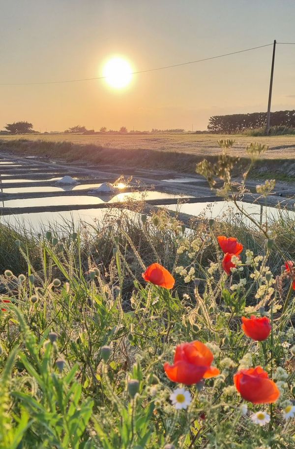 Wecandoo - Récoltez votre fleur de sel dans un marais salant