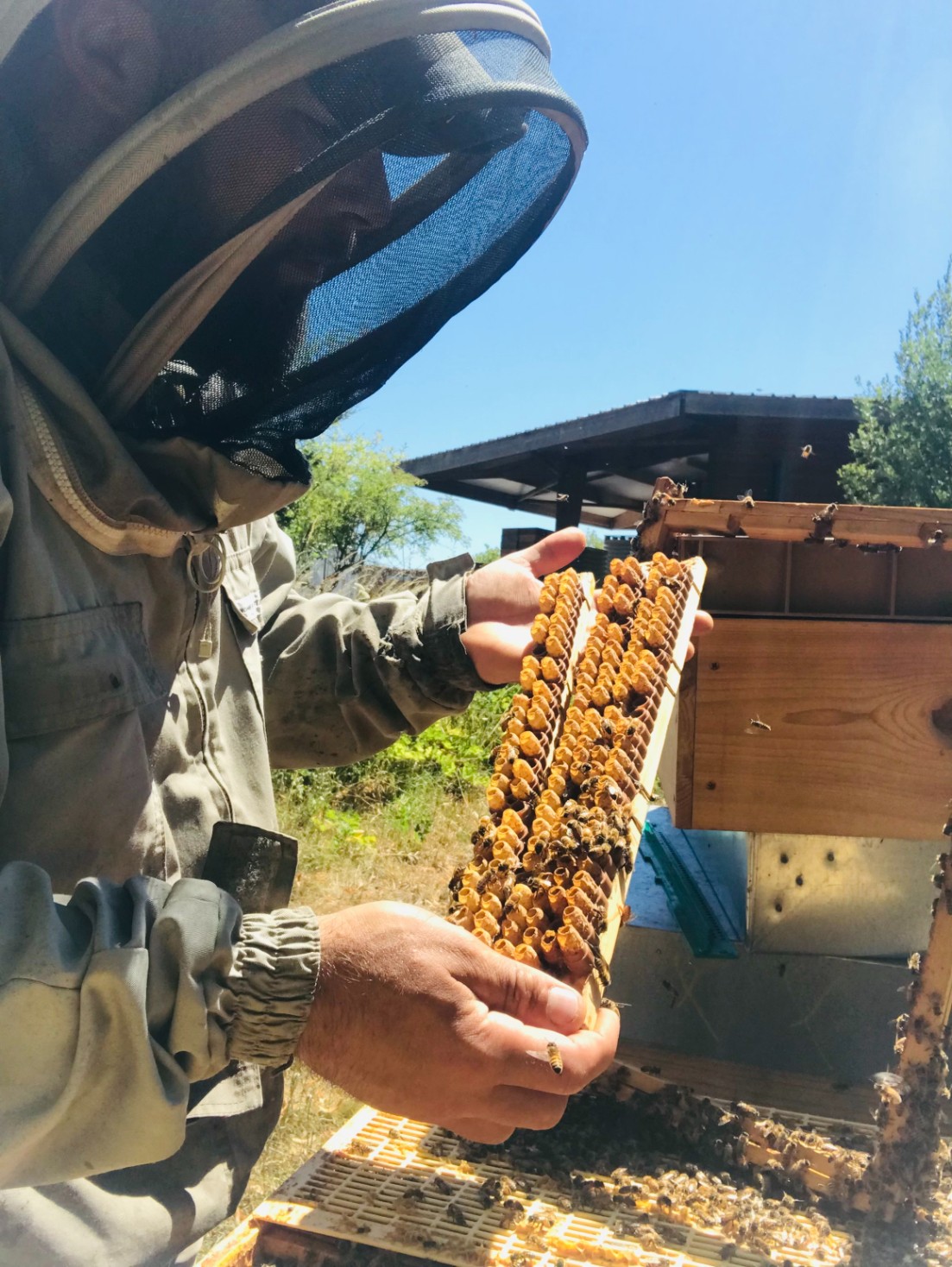 Wecandoo - Découvrez l'apiculture