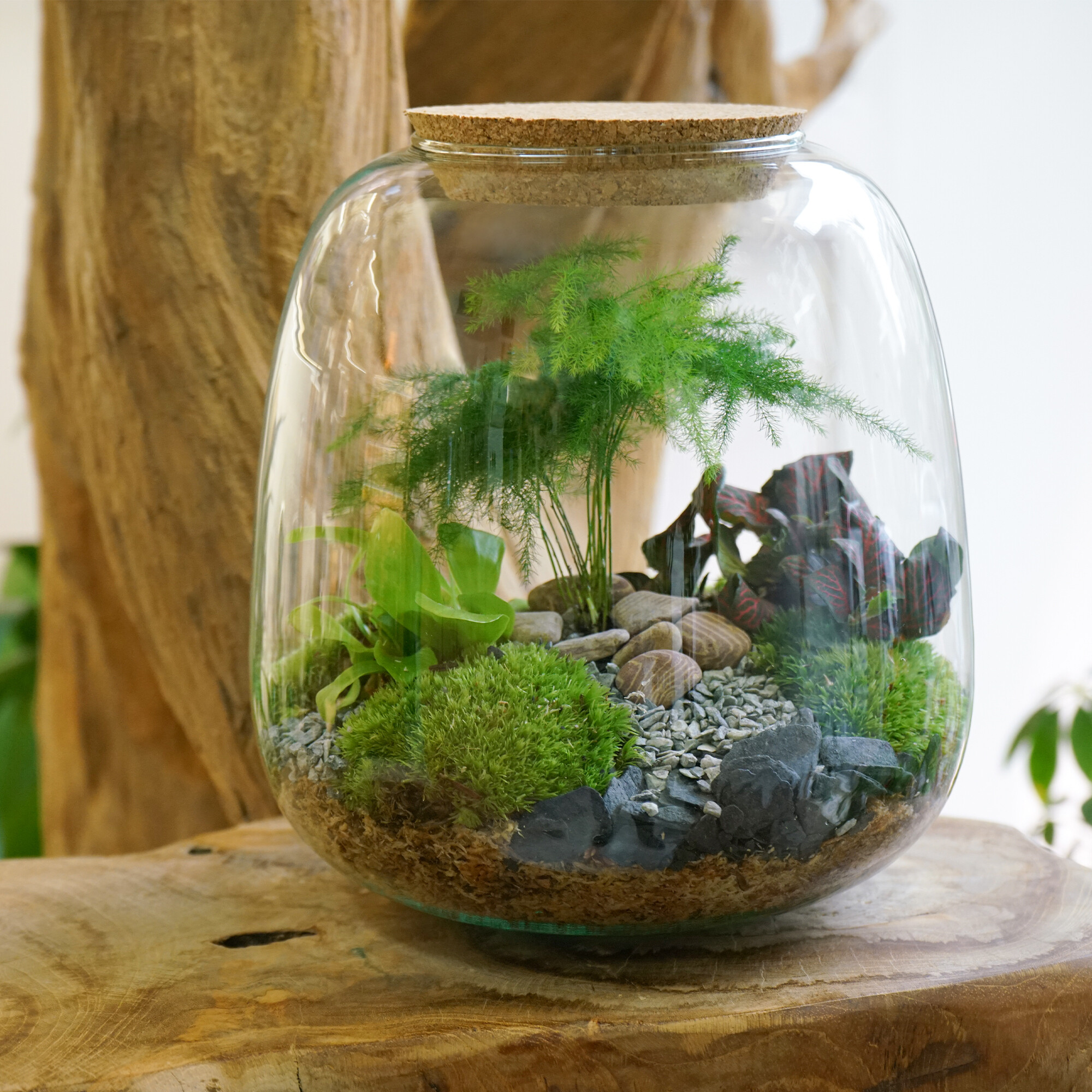 Wecandoo - Composez votre terrarium (taille M)