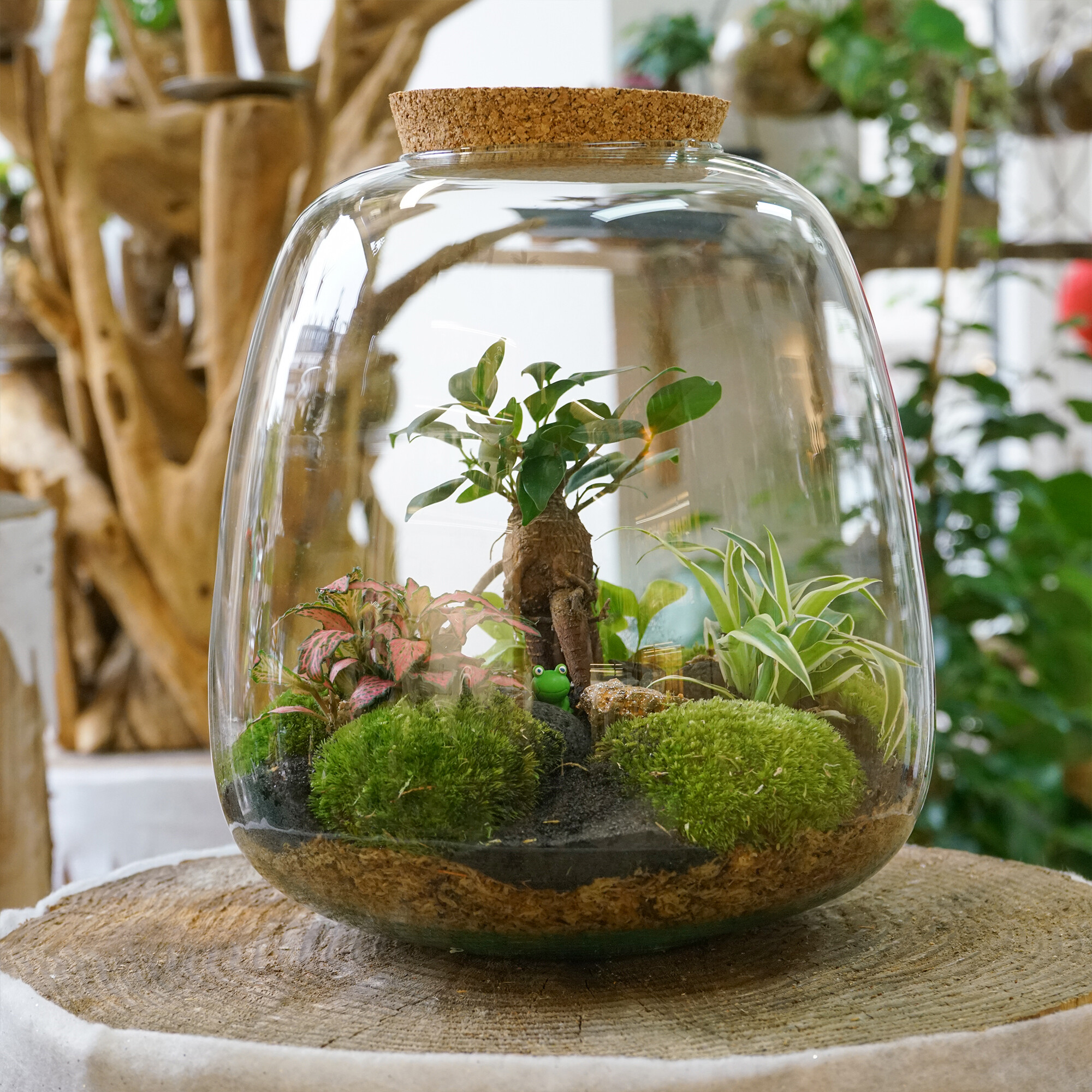 Wecandoo - Créez votre grand terrarium (taille L)