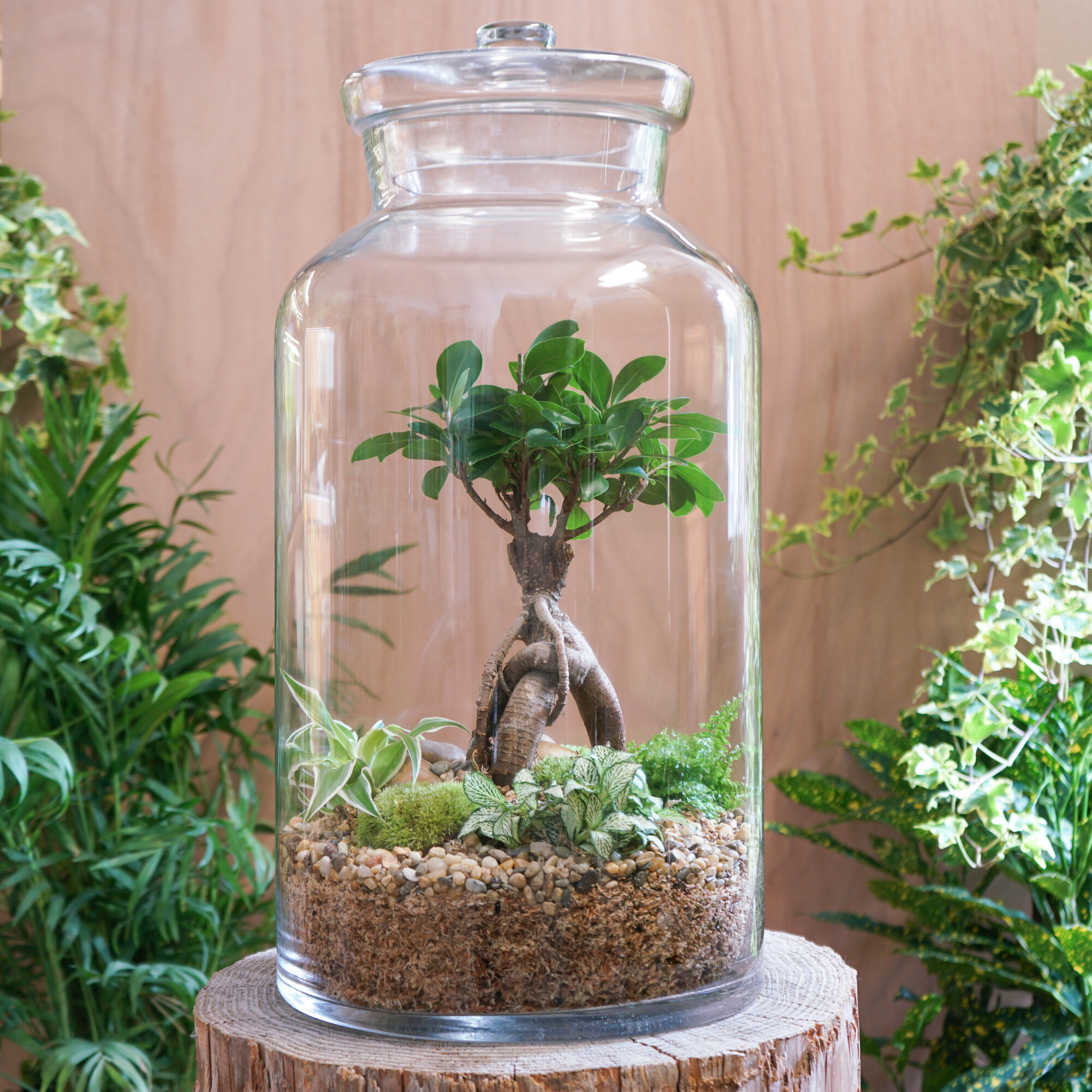 Wecandoo - Réalisez votre terrarium géant (taille XXL)