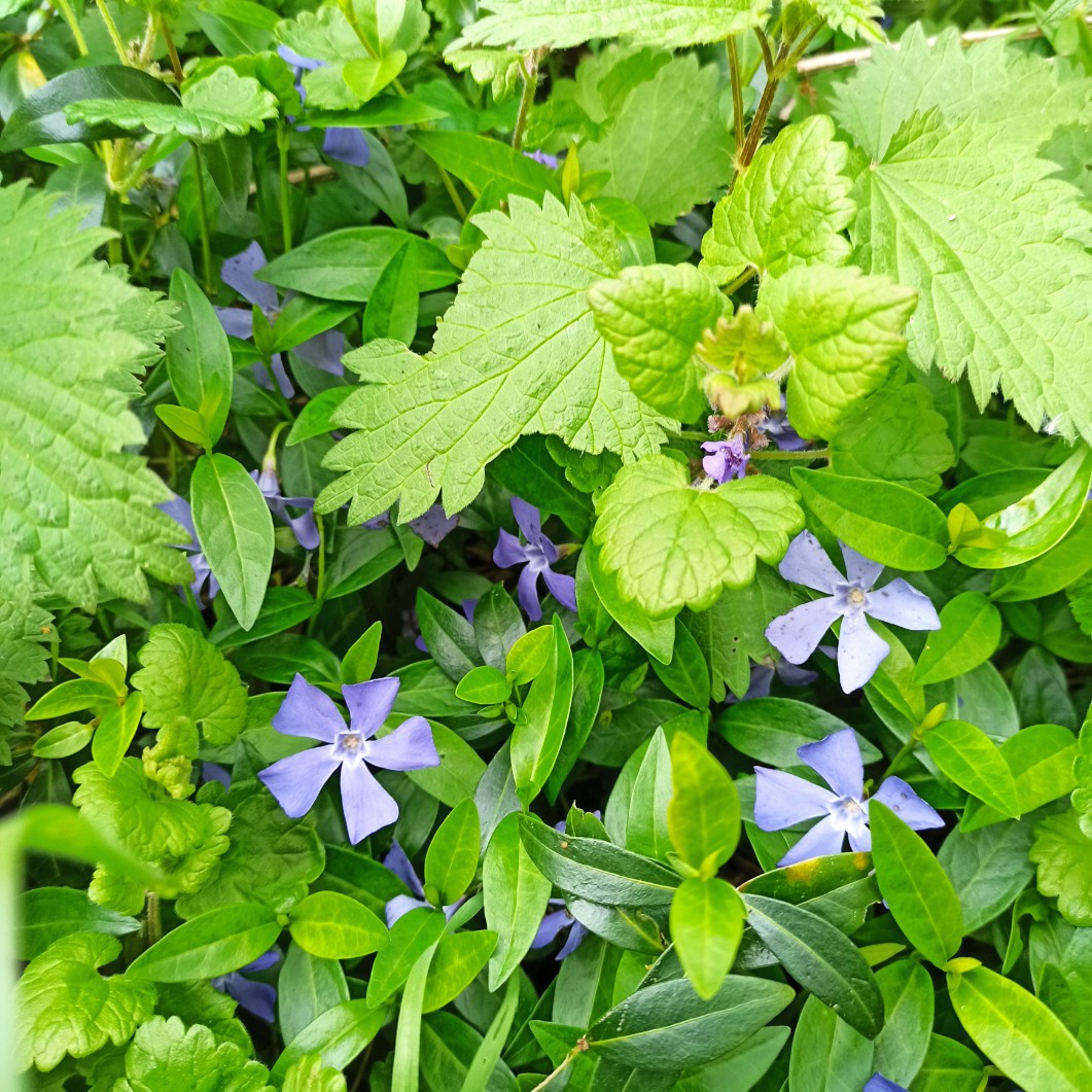 Wecandoo - Découvrez les plantes comestibles à la campagne