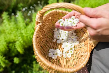 Initiez-vous à la cueillette de plantes sauvages