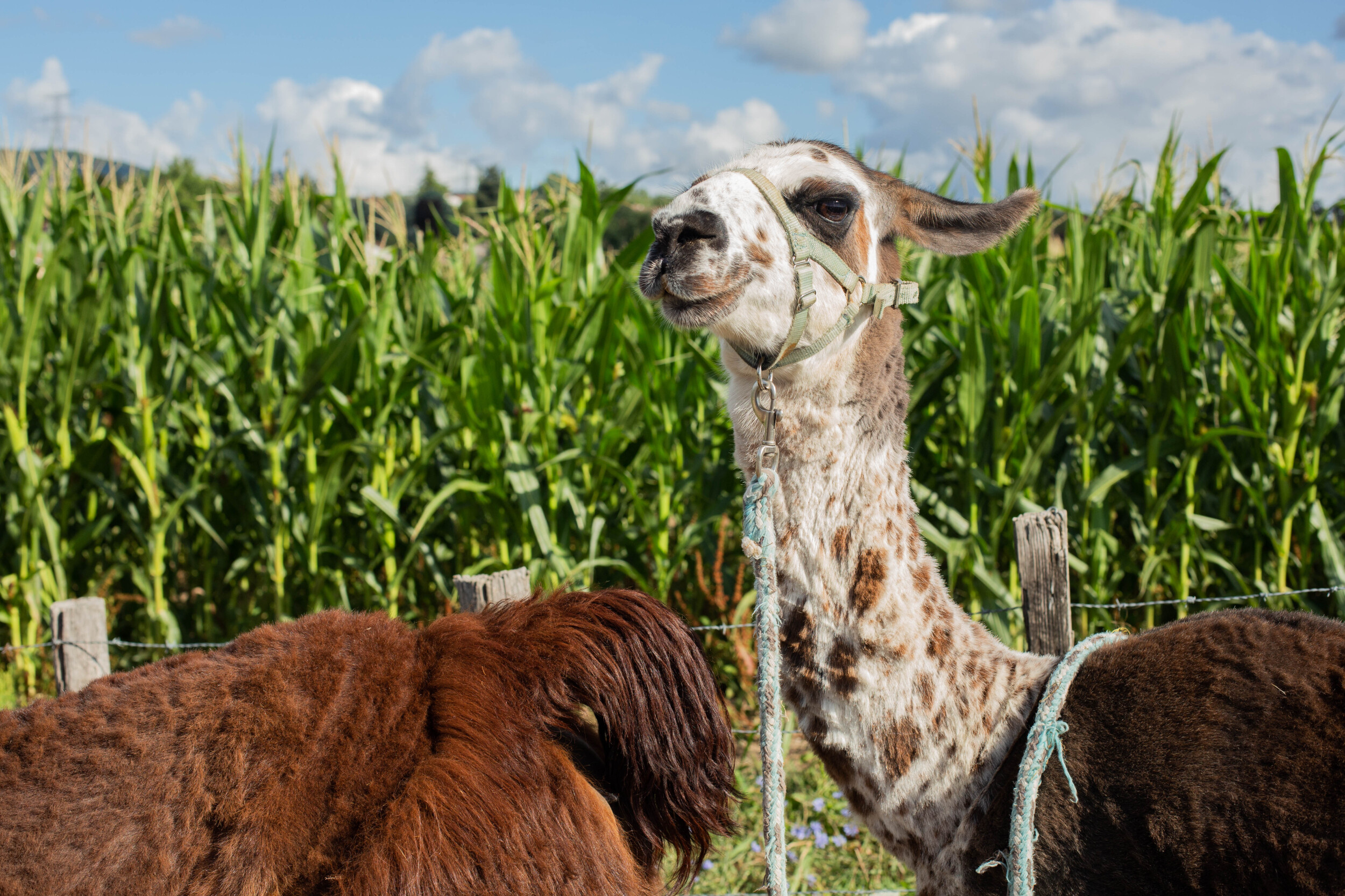 Wecandoo - Explorez un élevage de lamas et transformez la laine