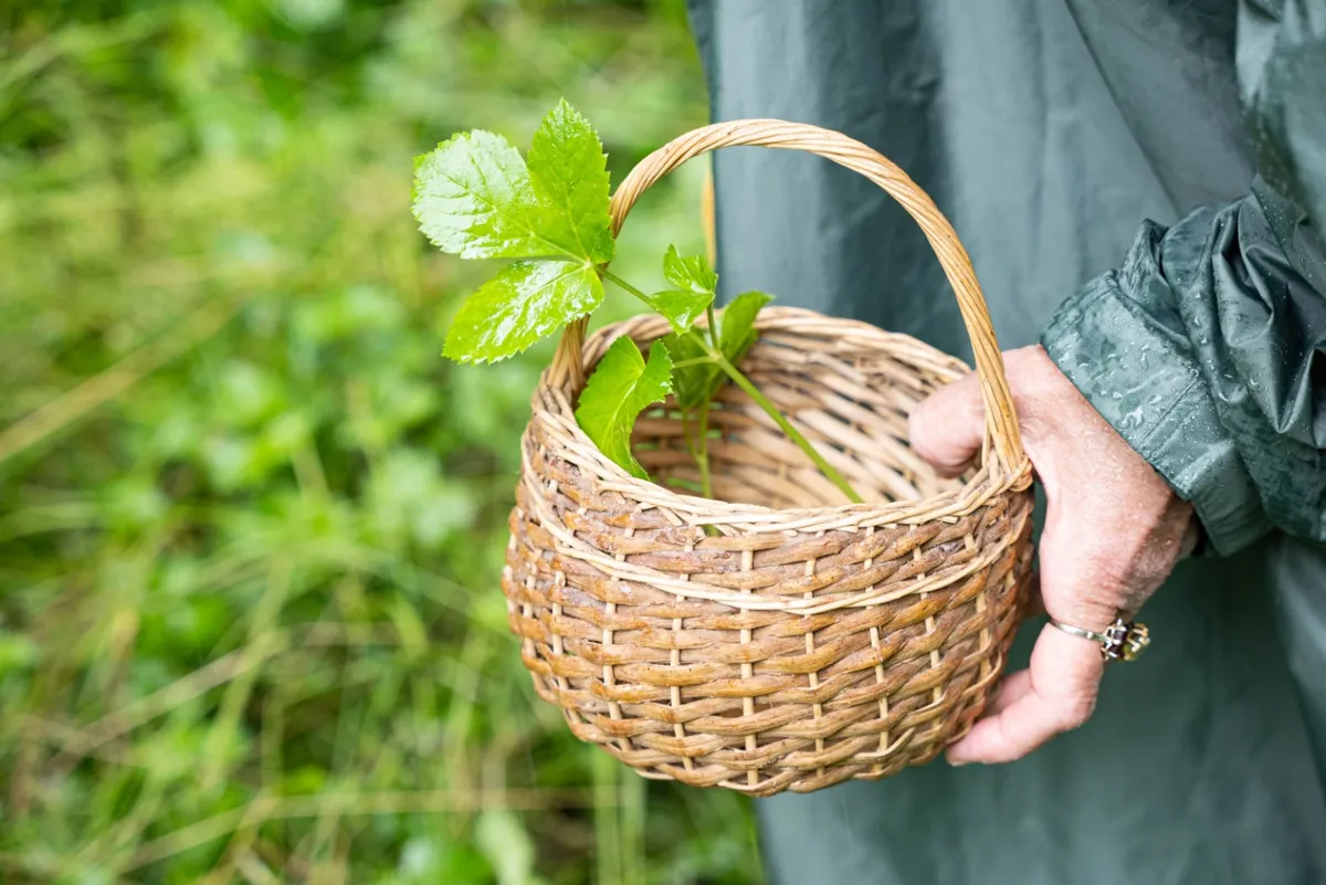 Initiez-vous à la cueillette sauvage